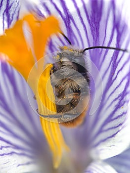 Bee inside a crocus flower in early spring garden. Soft selective focus