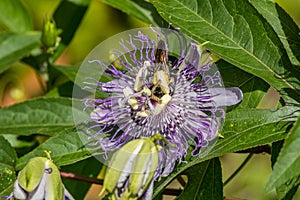 Bee inside a passion flower