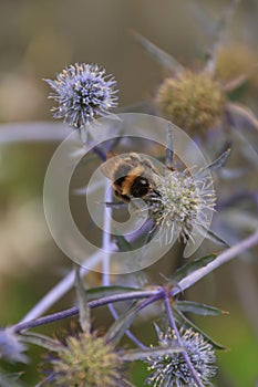 Bee investigating Eryngium