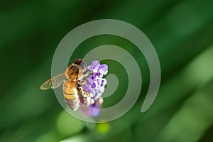 Bee isolated on green background