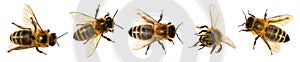 Bee isolated, Set five bees or honeybees Apis Mellifera photo