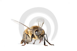 Bee isolated on white background