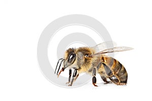 Bee isolated on white background
