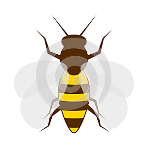 Bee isolated on the white. Honey bee sweet yellow animal.