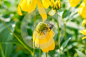Bee on Jerusalem artichoke Guelph enabling gardens