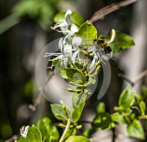 A bee just entering a honeysuckle flower ready to feed.