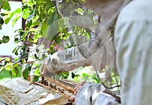 Bee keeper with bee colony