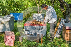 Bee-keeper doing examination of bee families