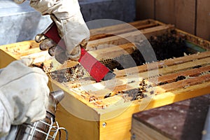 Bee keeper and hive