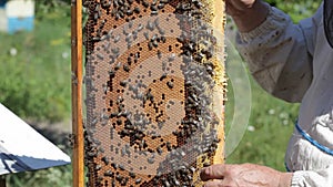 Bee-keeper holds in hand a frame with honey honeycombs and bees