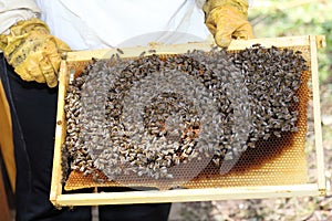 Bee keeper with honey cell