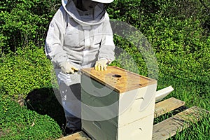 Bee Keeper Removing Inner Cover on a Beehive