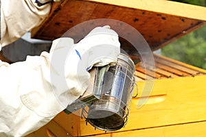 Bee keeper with smoker in hand is working