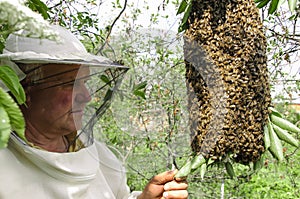 Bee keeper with a swarm of bees