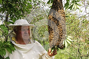 Bee keeper with a swarm of bees