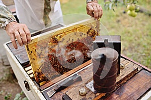 bee-keeper takes out of the beehive or apiary the frame for bees