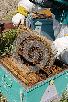 The bee-keeper takes out a framework with honey