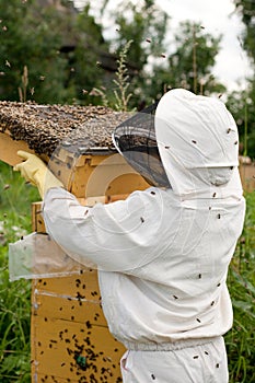 Bee keeper at work