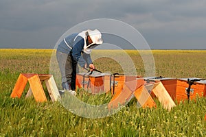 Bee keeper at work