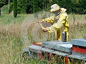 Bee-keeper at work - checking hives. Smoker to han