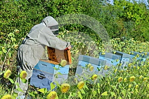 Bee Keeper Working with Bee Hives in a sunflower field