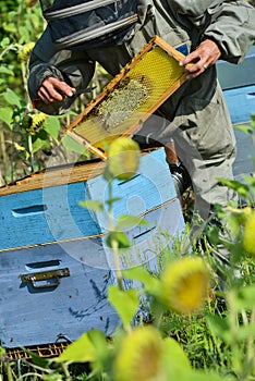 Bee Keeper Working with Bee Hives in a sunflower field