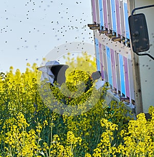 Bee keeper working on hives