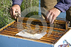 Bee-keeping