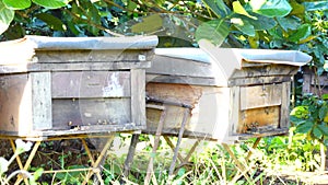 Bee-keeping at Binh Phuoc province, Vietnam.