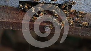 Bee-keeping at Binh Phuoc province, Vietnam.