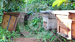 Bee-keeping at Binh Phuoc province, Vietnam.