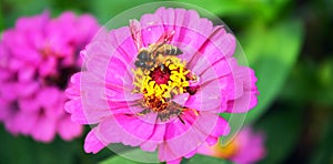 Bee keeping nectar from Cosmos Flower