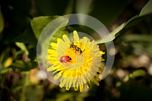 Bee and ladybug on a flower. The collecting pollen. The fine spring.