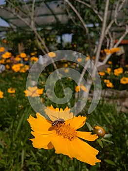 Bee landed on Yellow Flower