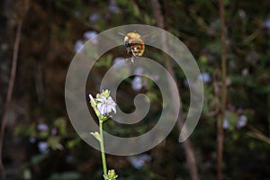 Bee landing flower