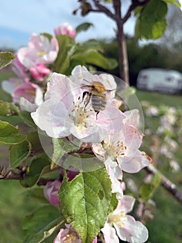 Bee landing on flower