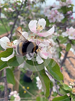 Bee landing tree blossom