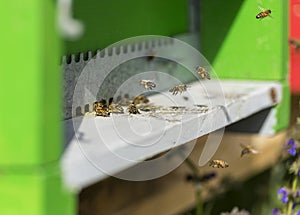 Bee landing on hive photo