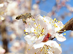 The bee lands on the apricot tree flower