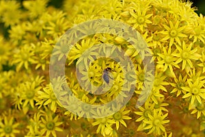 Spring Bloom Series - Yellow Flowers with Bee - Aeonium Zwartkop photo