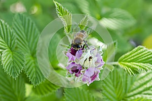 Bee Pollinating Raspberry Flowers photo