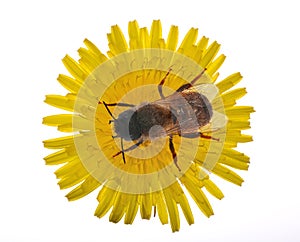 Bee on large yellow dandelion