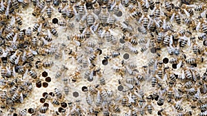 Bee larvae in cells, population reproduction. Beautiful honeycombs with bees close-up. A swarm of bees crawls through