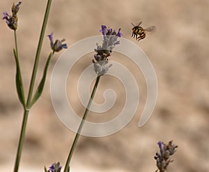 Bee on a lavanda flower