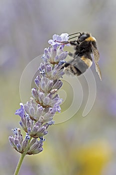 Bee on lavandar