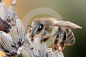 Bee on lavender