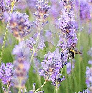 Bee on Lavender