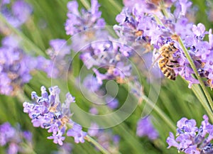 Bee on Lavender