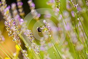 Bee on Lavender