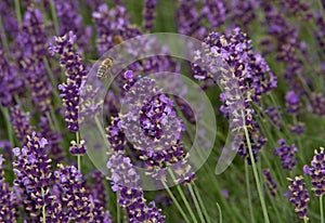 Bee and lavender